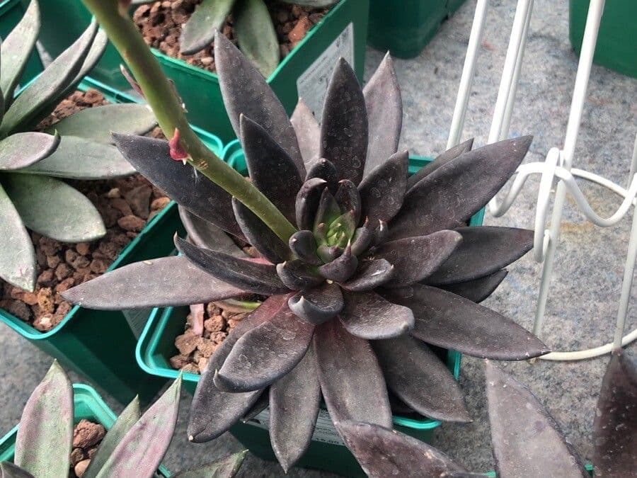 Echeveria 15