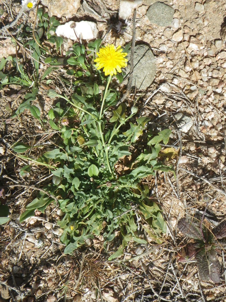 Crepis 9