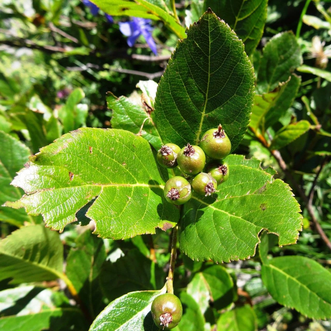 Cotonéaster alpin 28