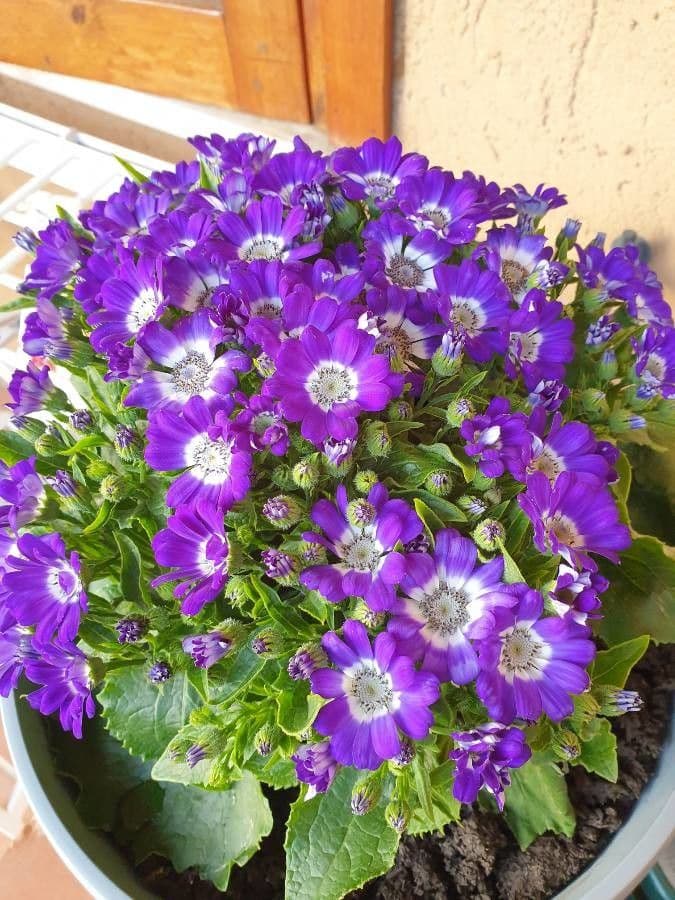 Pericallis 2