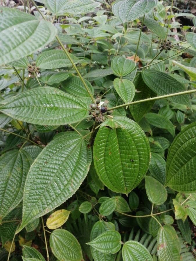 Olyra latifolia 16