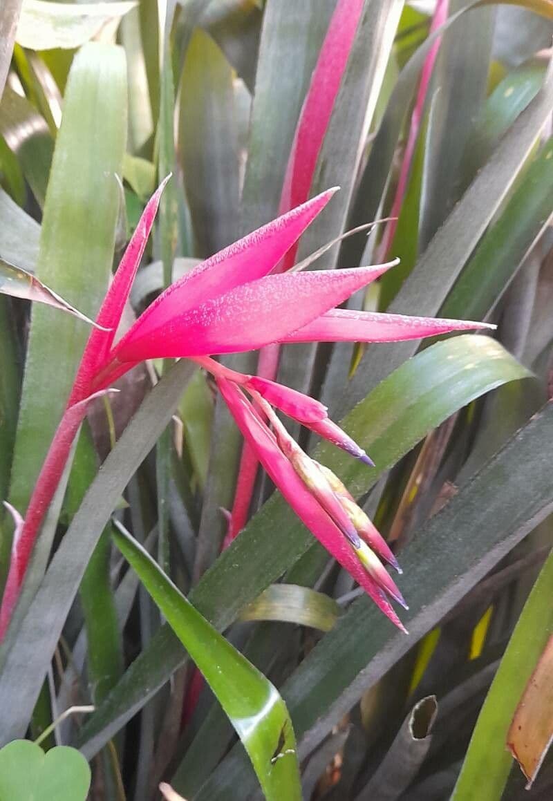 Billbergia