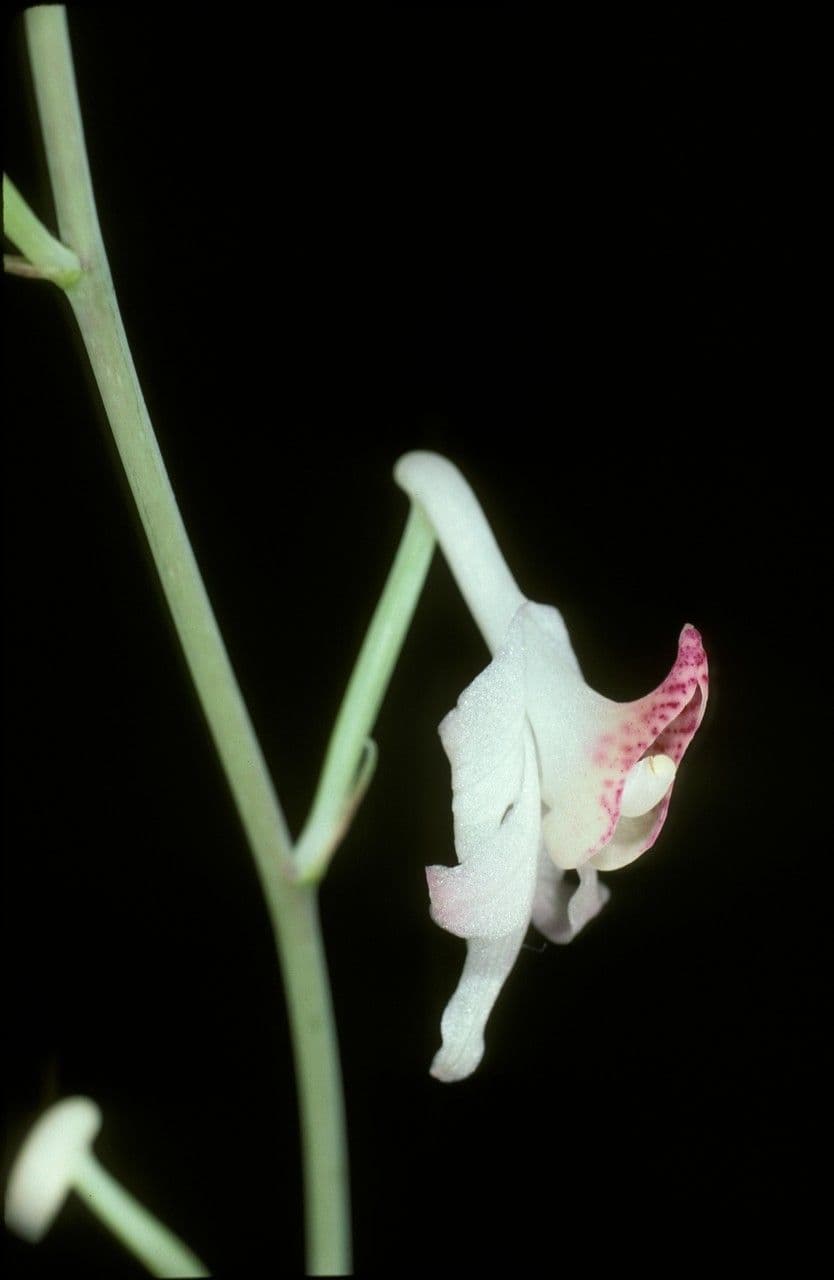 Anthogonium 4