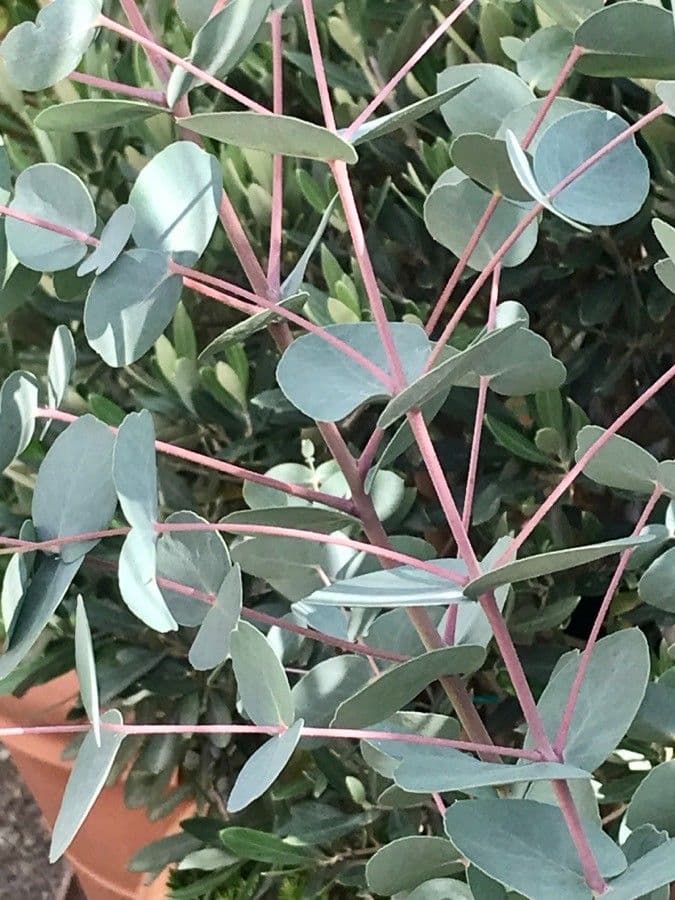 Gunn-Eukalyptus 14