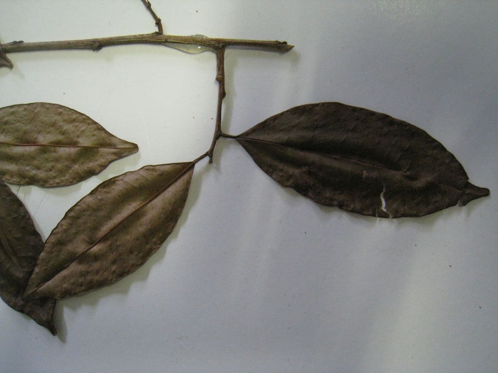 Chrysophyllum argenteum 10