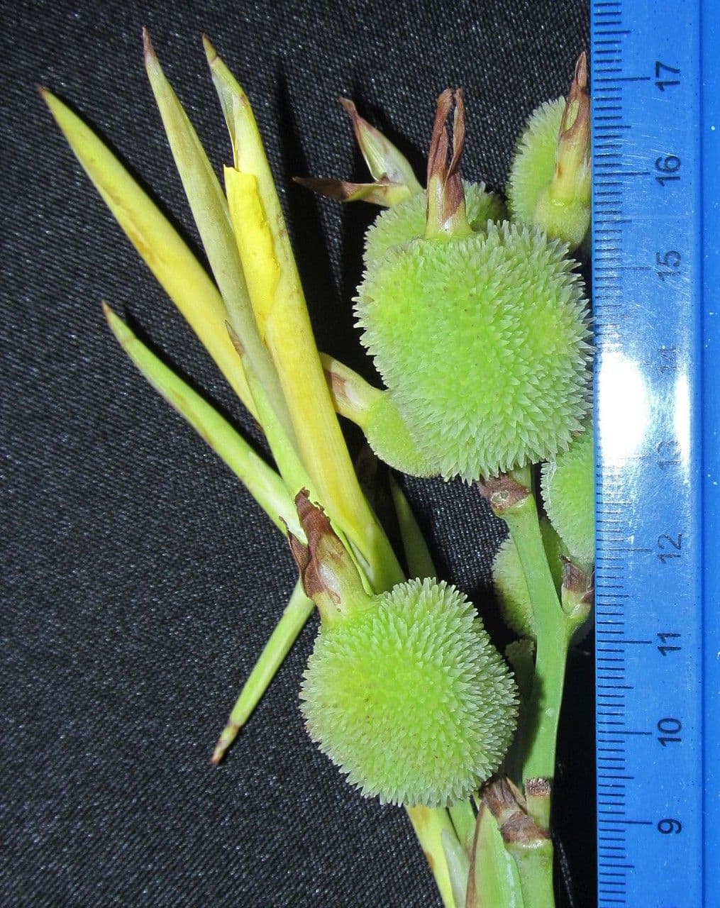 Canna glauca 24