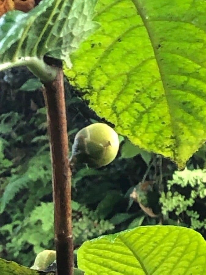 Camelia
