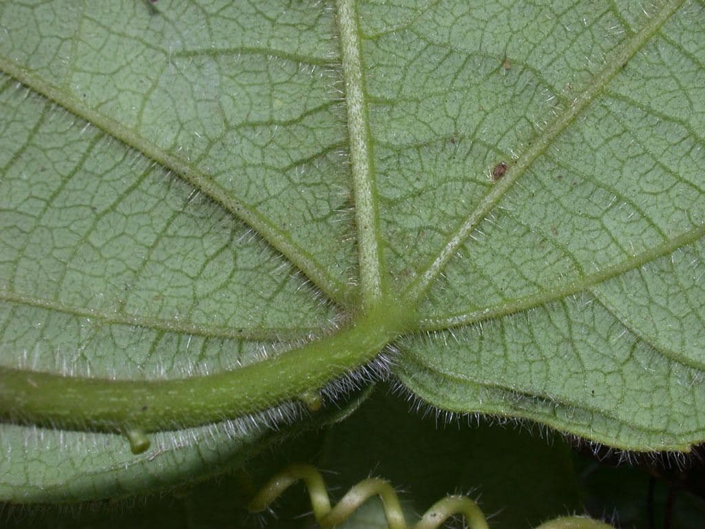 Passiflora 12