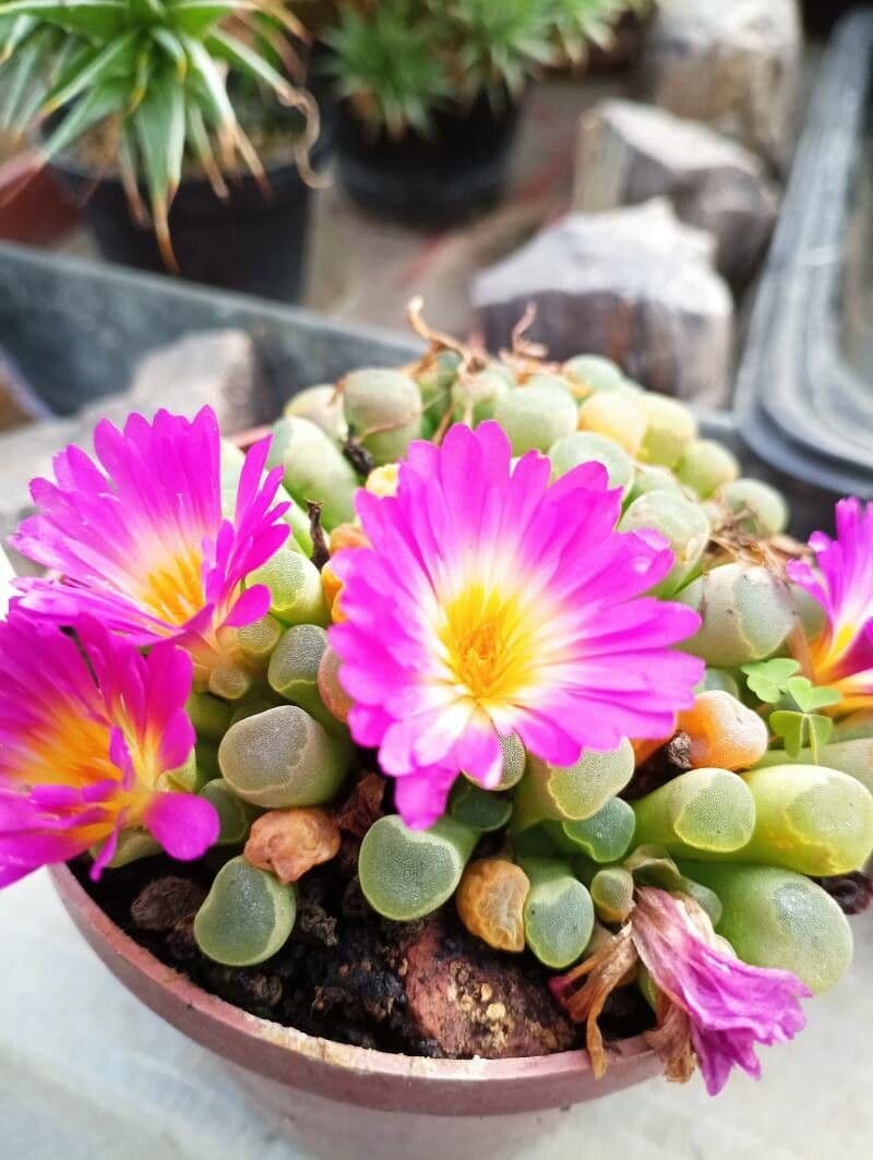 Frithia 6