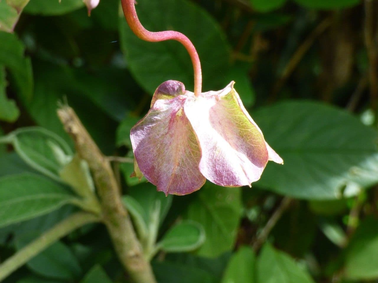 Cobaea 5