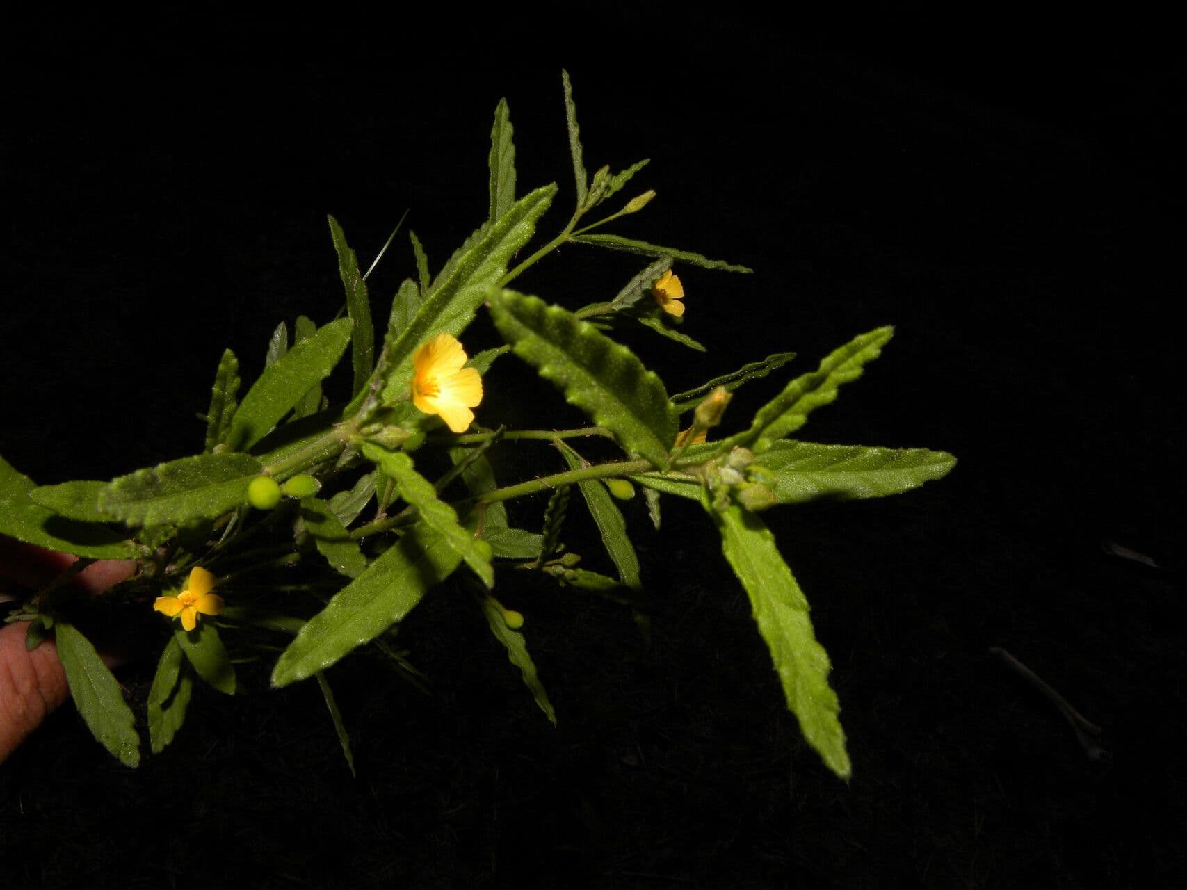 Piriqueta 9