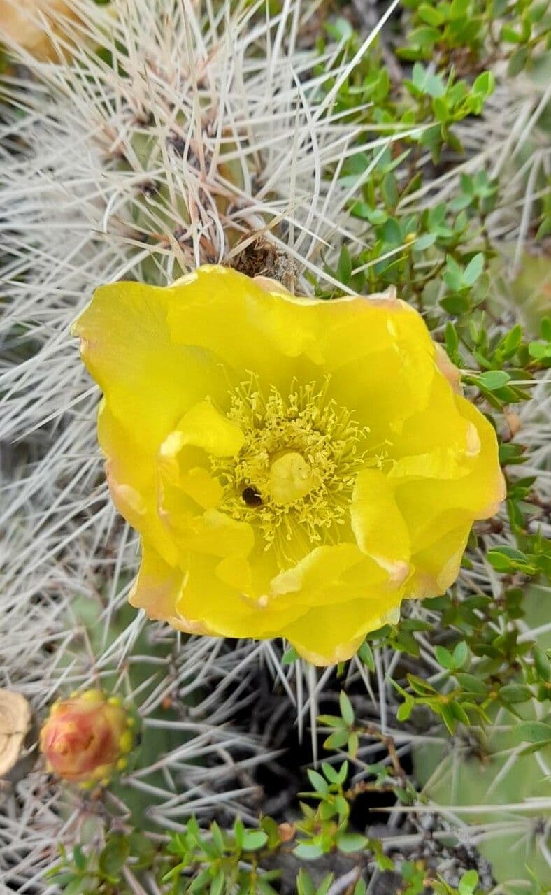 Prickly Pear