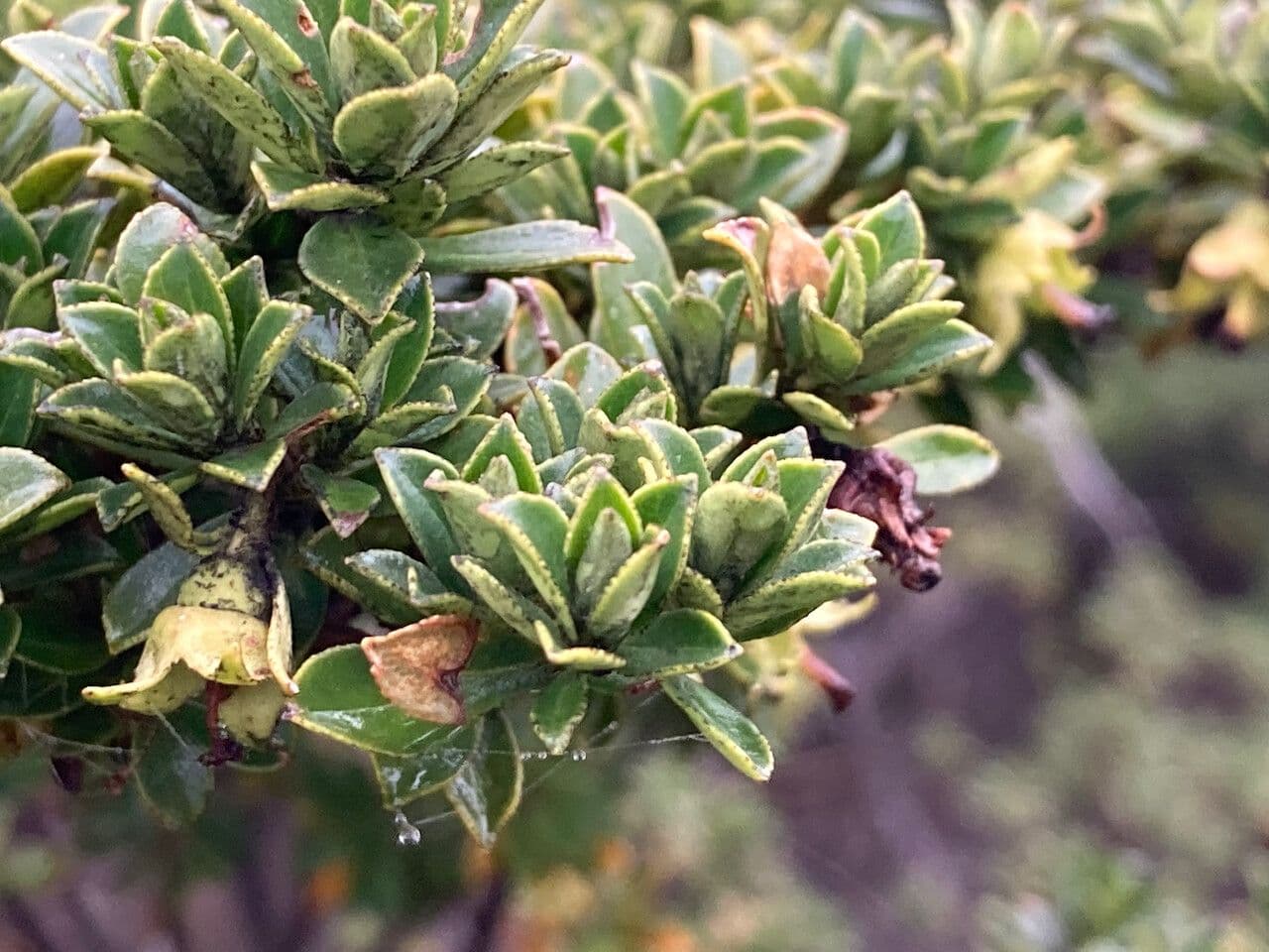 Escallonia 13