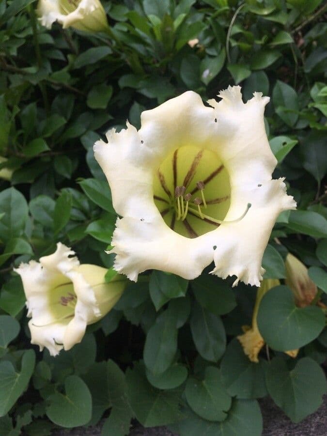 Solandra grandiflora 5