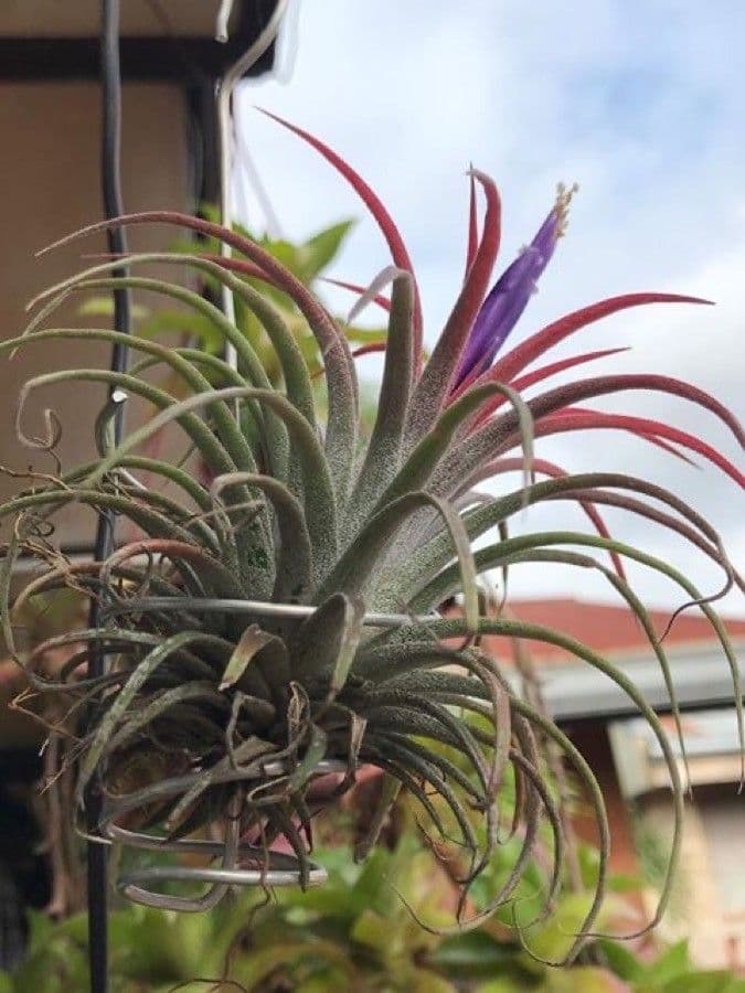 Tillandsia ionantha