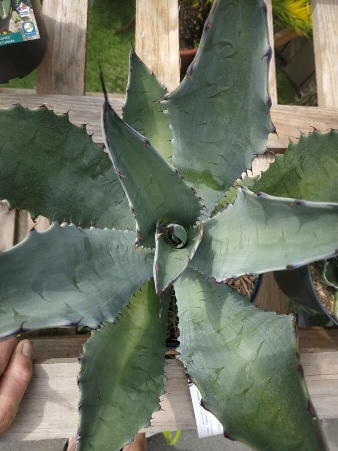 Agave 2
