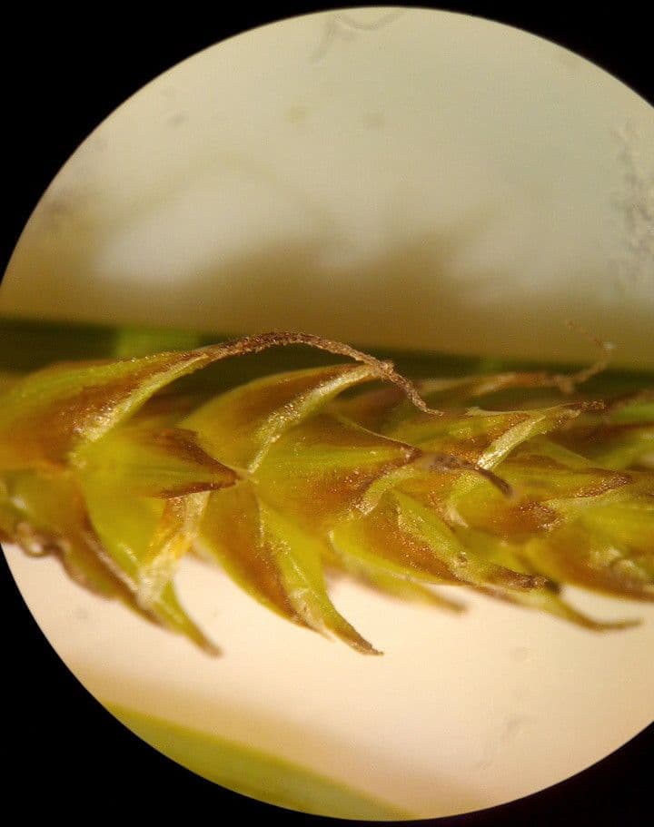 Carex liparocarpos 10
