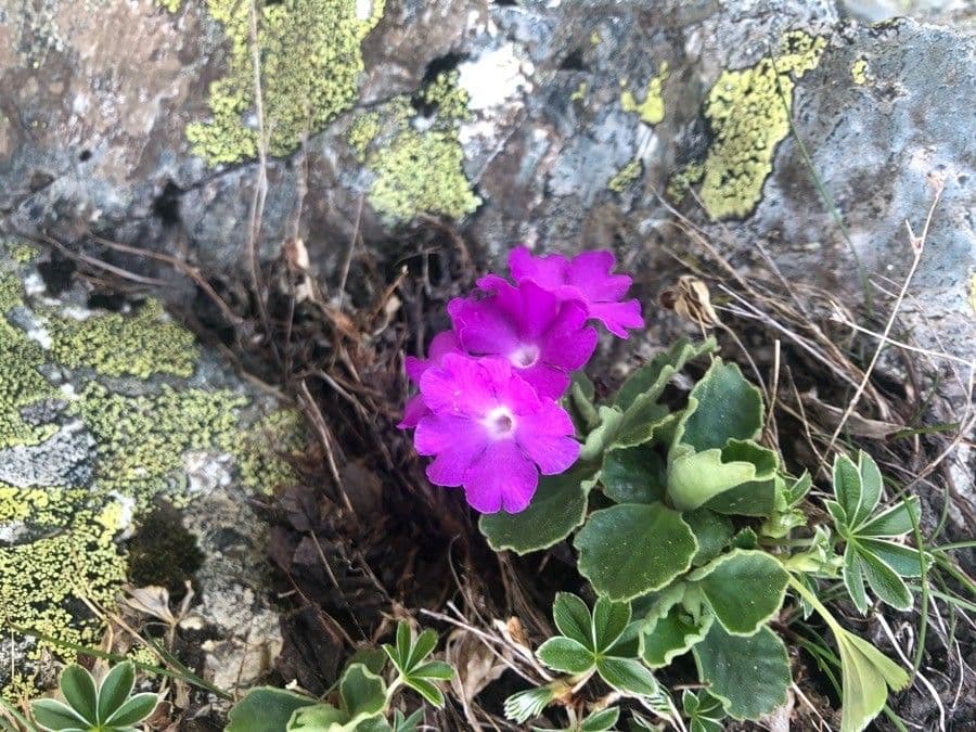 Primula hirsuta 10