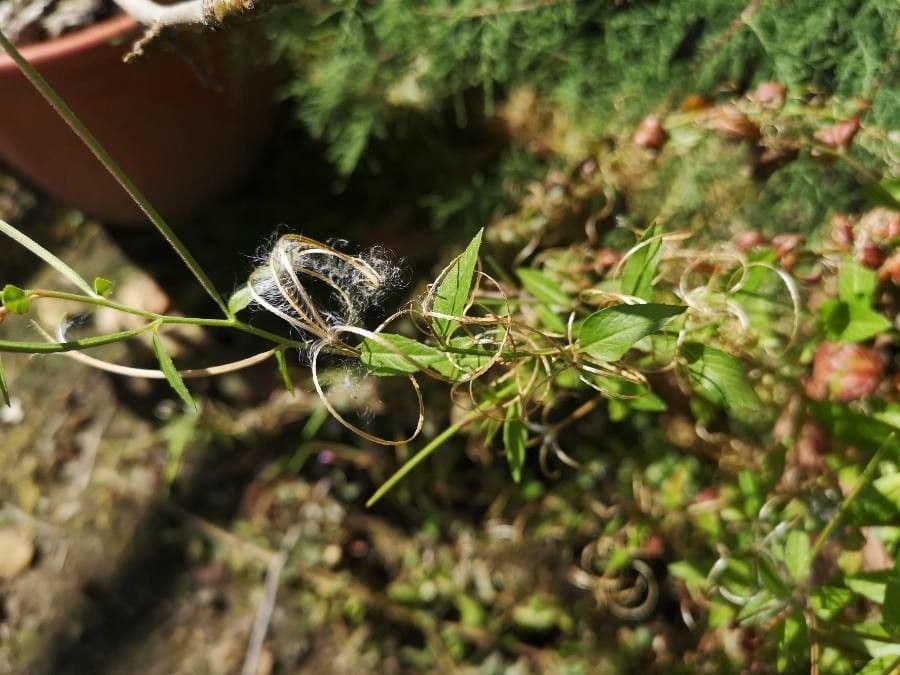 Epilobio ciliato 2