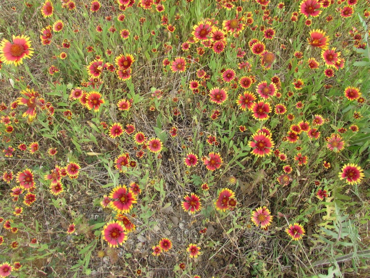 Gaillardia 23