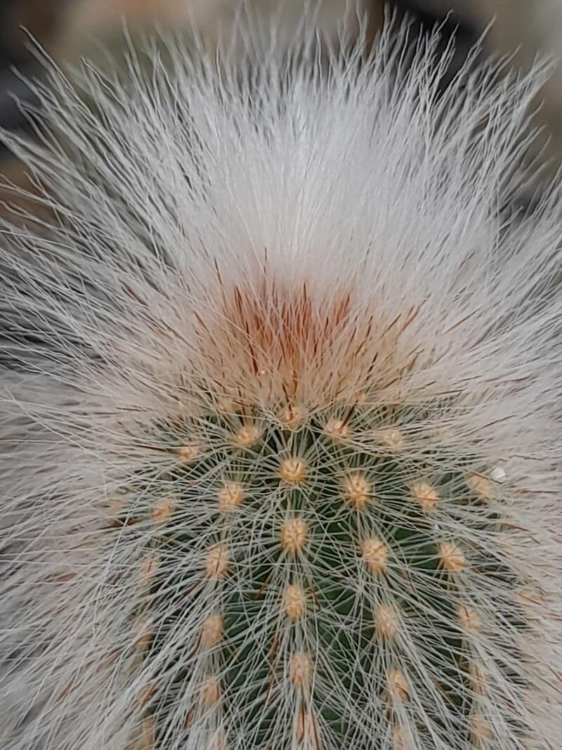 Echinocereus 4