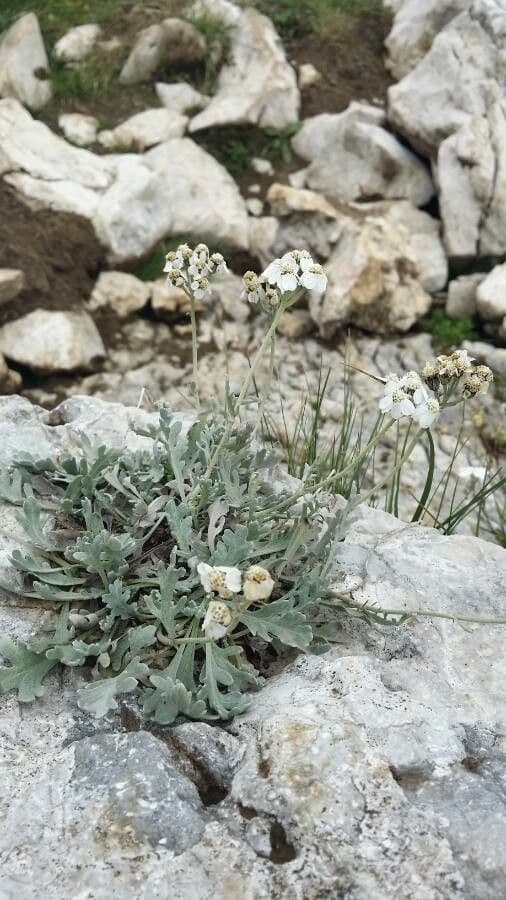 Achillea clavennae 28