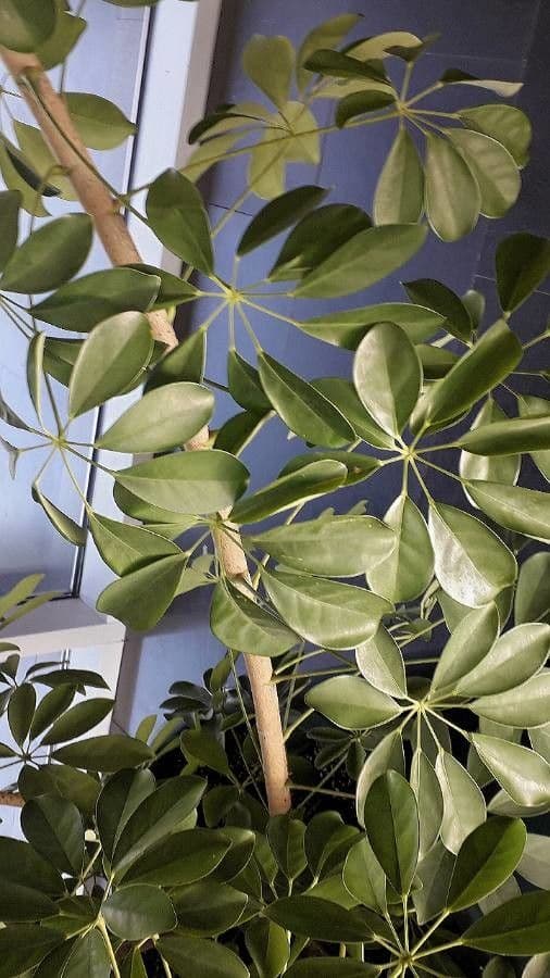 Schefflera arbicole 17