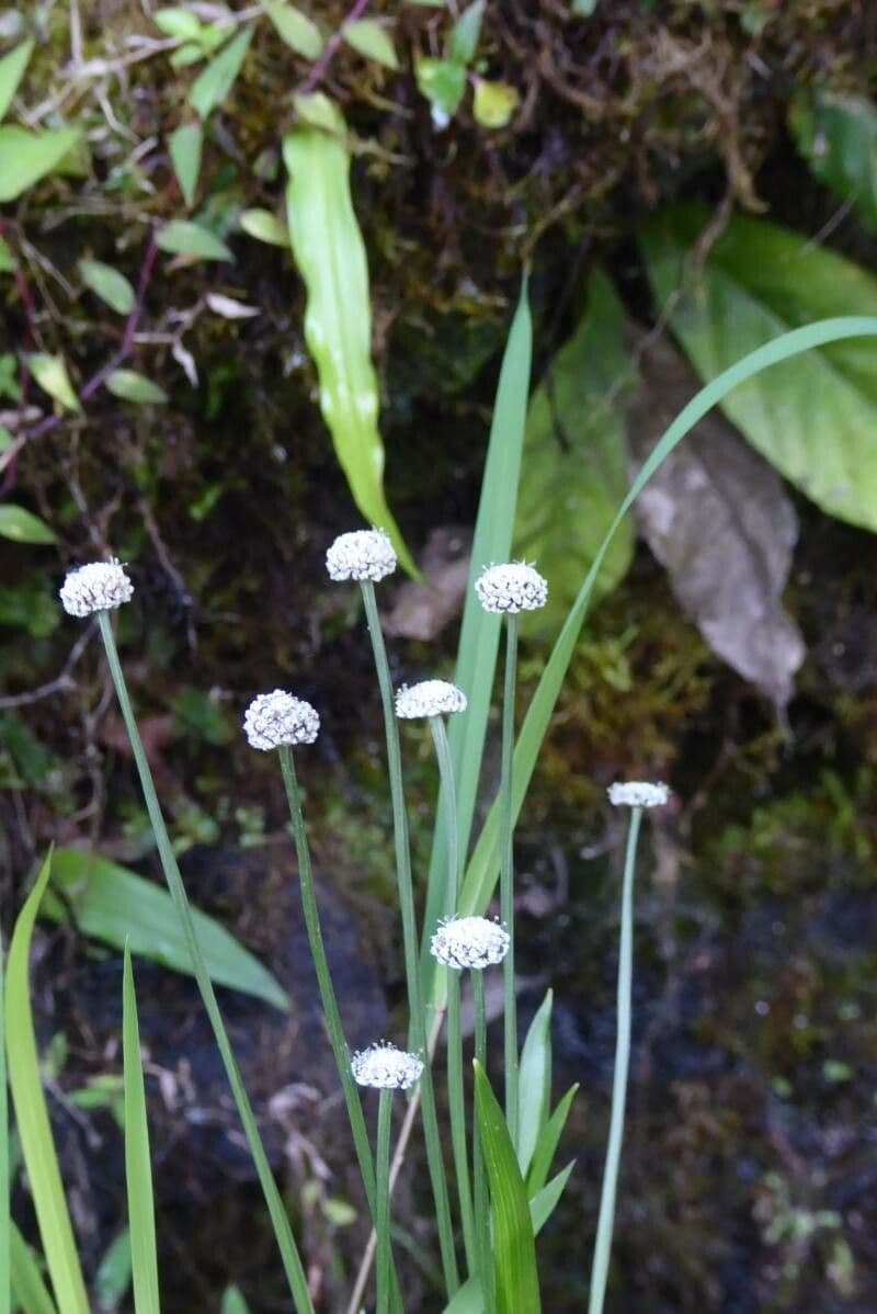 Eriocaulon acquatico 8