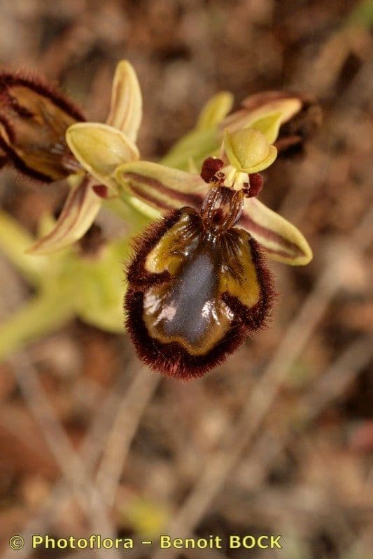 Ophrys speculum 2