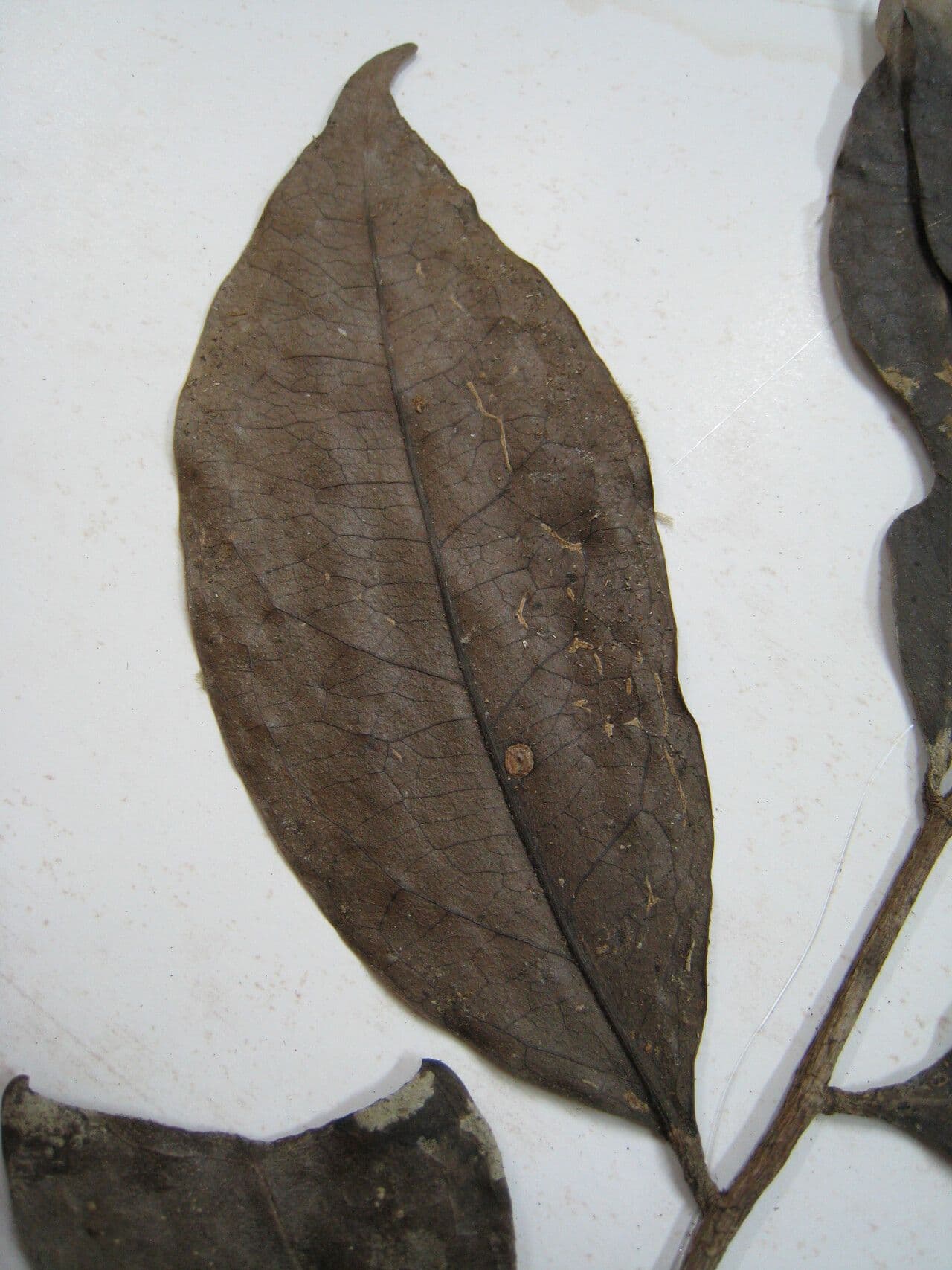 Tapura 15