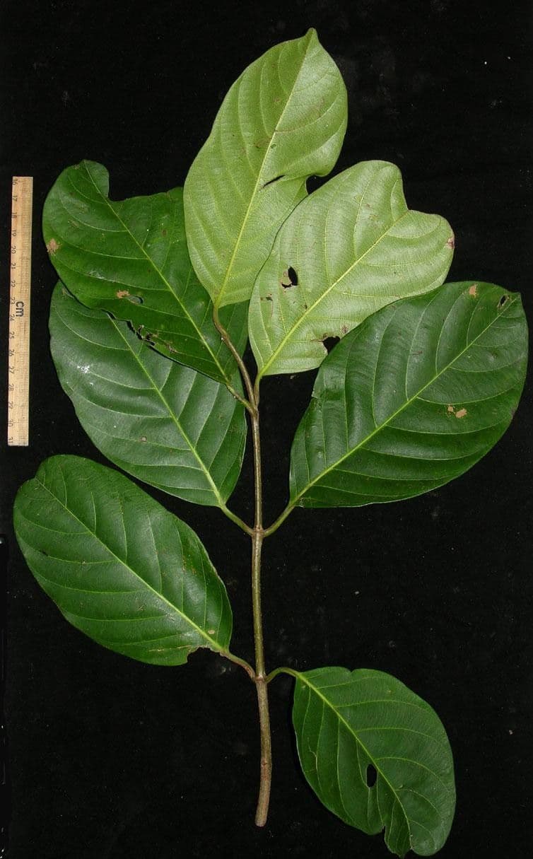 Odontadenia 9