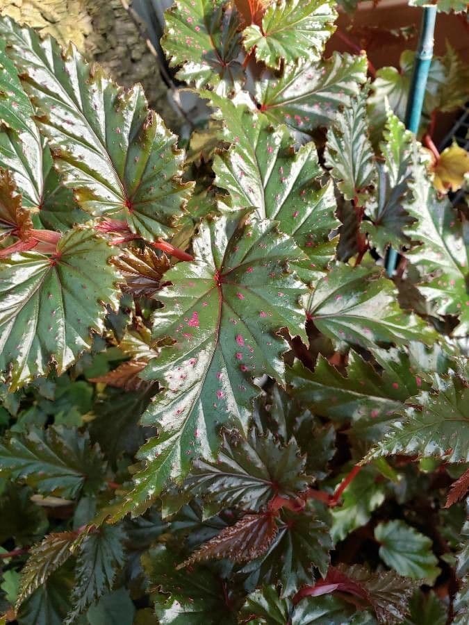 Begonia 6