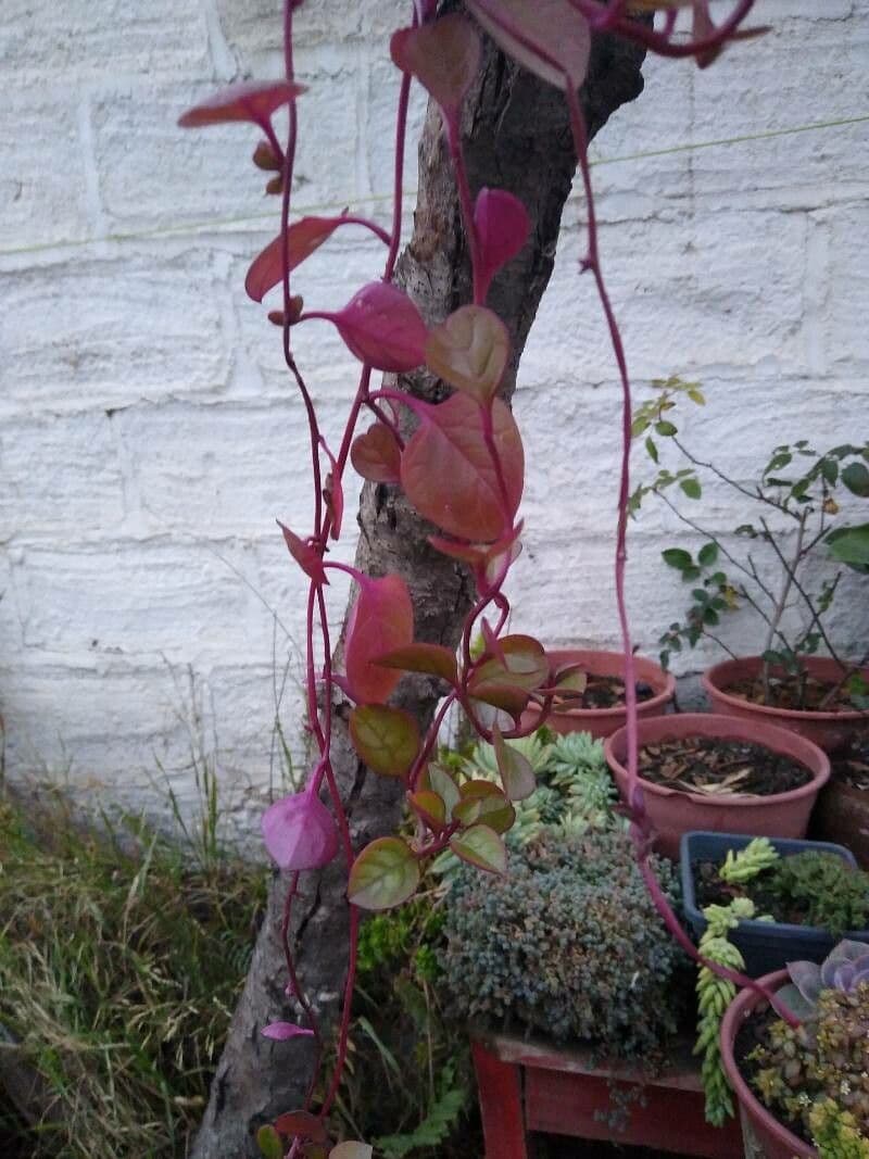 Alternanthera Brasiliana 28
