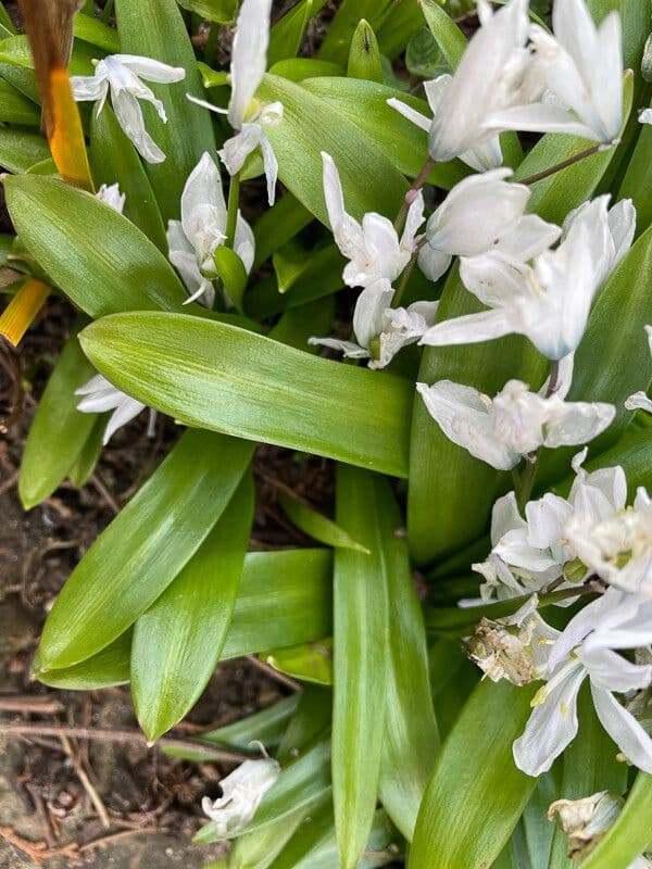 Scilla 6