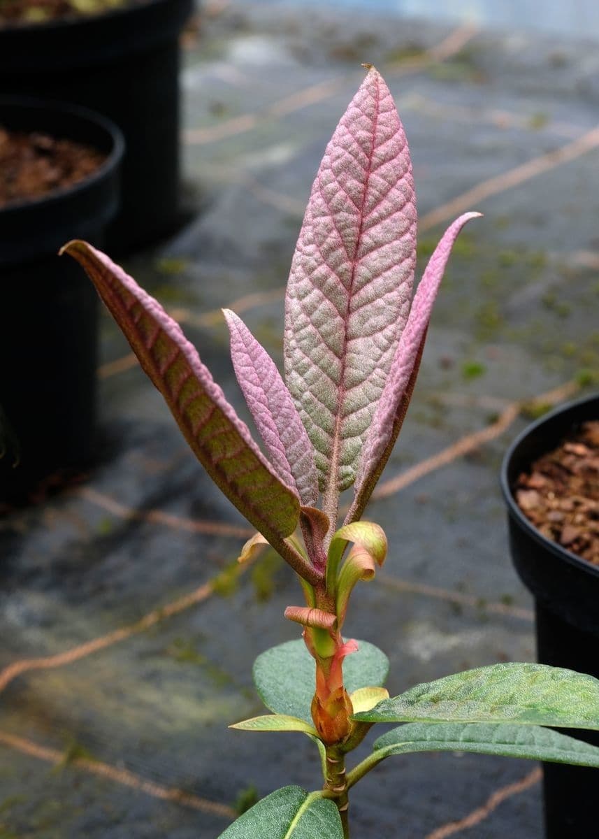 Rododendro di Nuttall 5