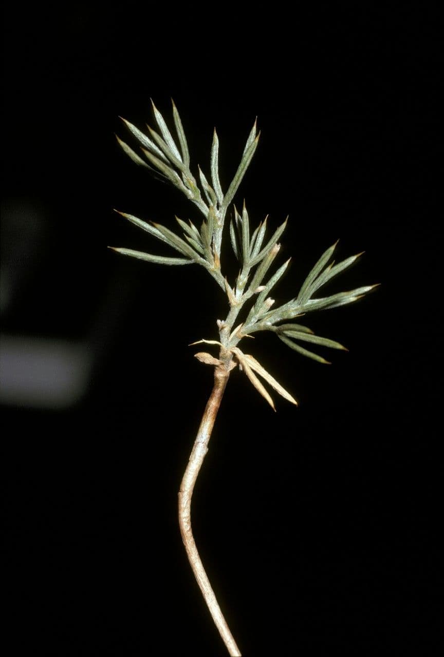 Anarthrophyllum 2