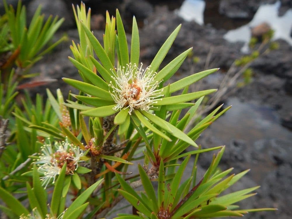 Melaleuca 3