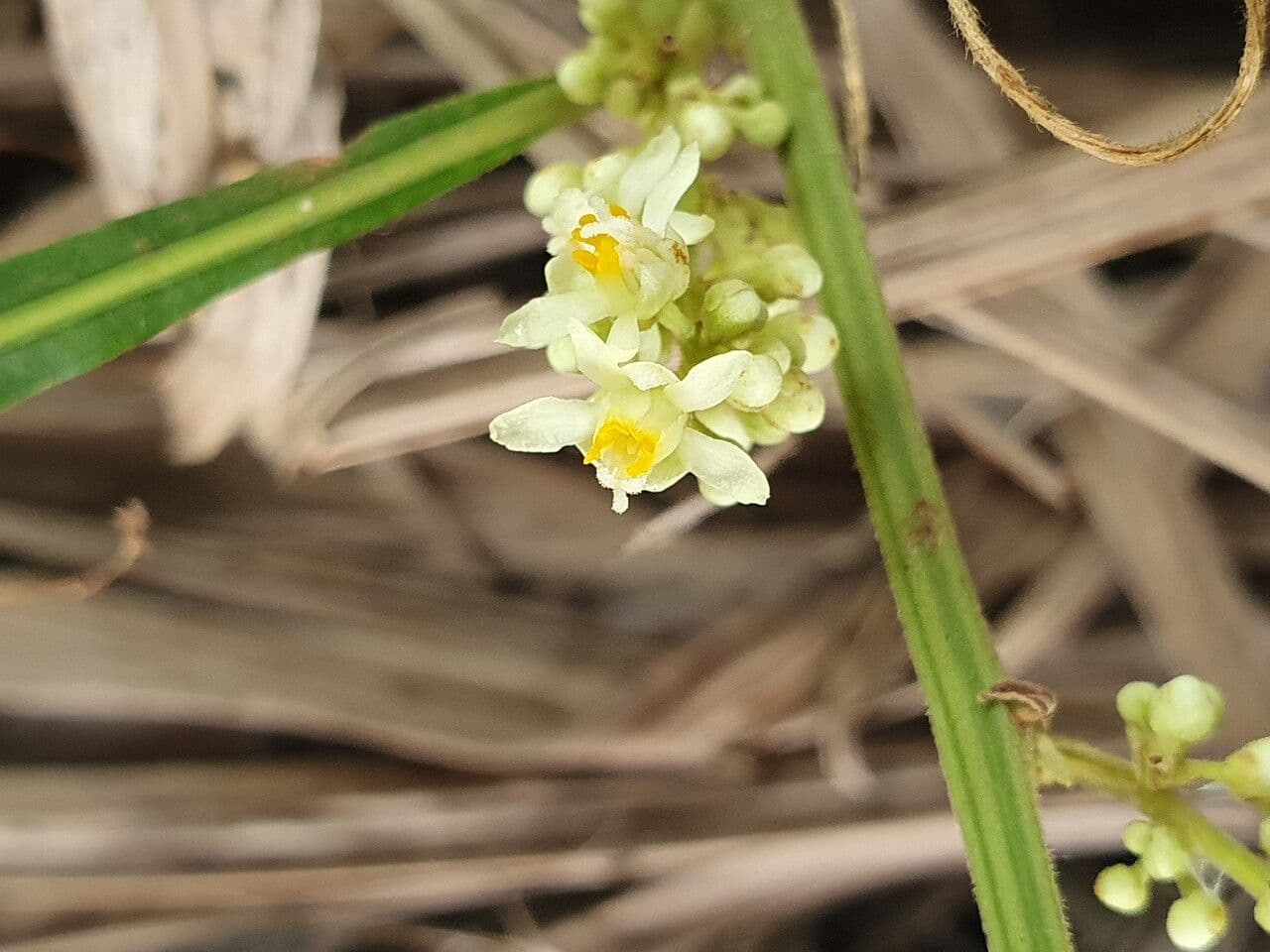 Paullinia pinnata 9