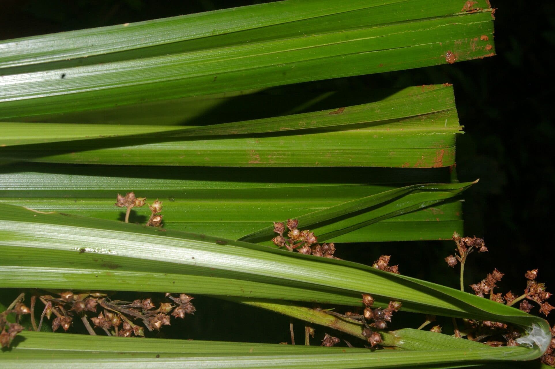 Becquerelia cymosa 3