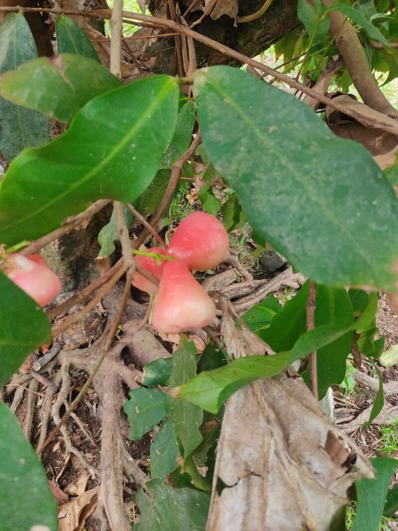 Pommier de Java