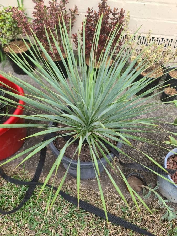 Yucca rostrata 13