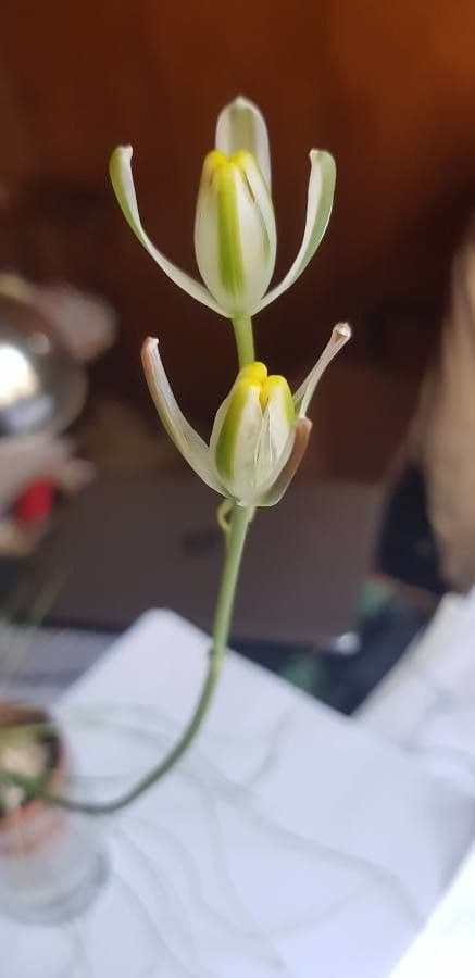 Albuca