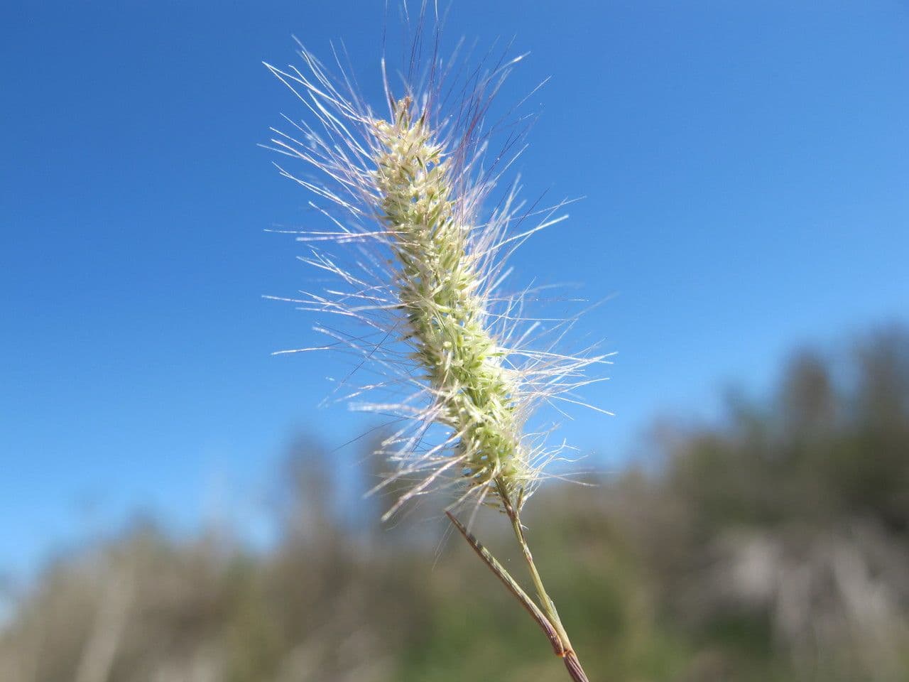 Polipogon marittimo 3