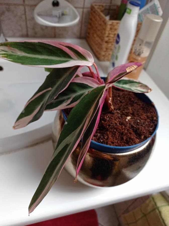 Stromanthe 5