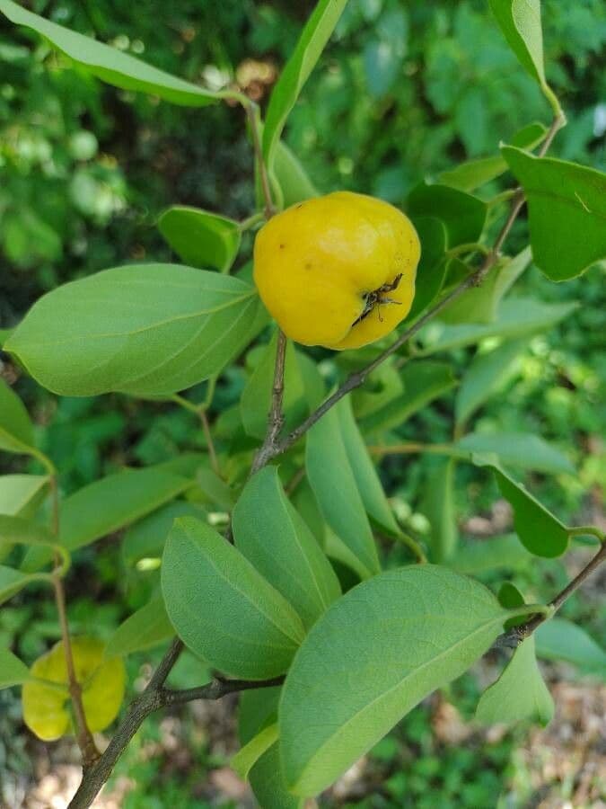 Eugenia