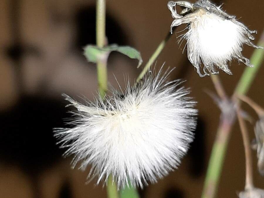 Emilia sonchifolia