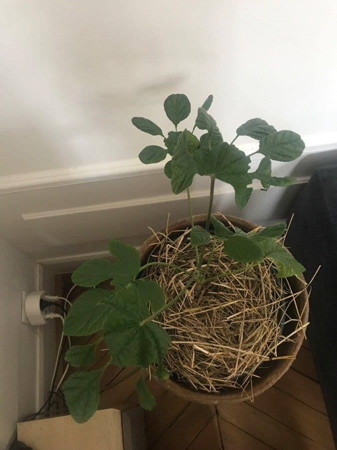 Brassaiopsis 5
