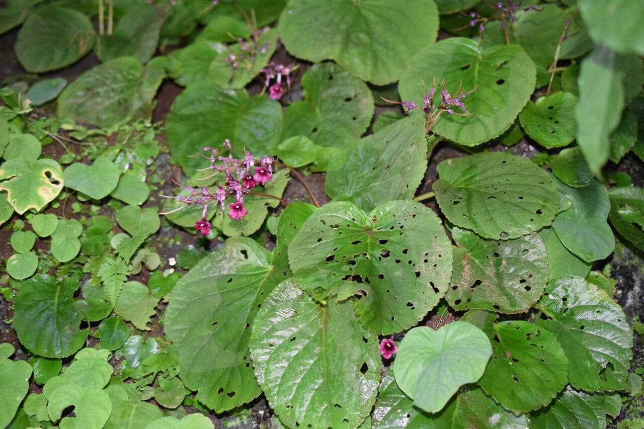 Didymocarpus 8