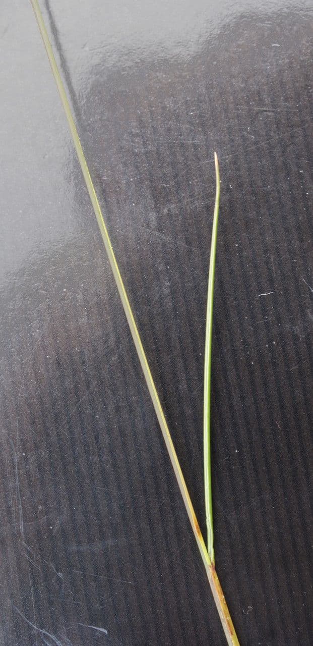 Festuca armoricana 10