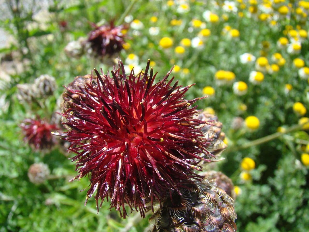Centaurea 5